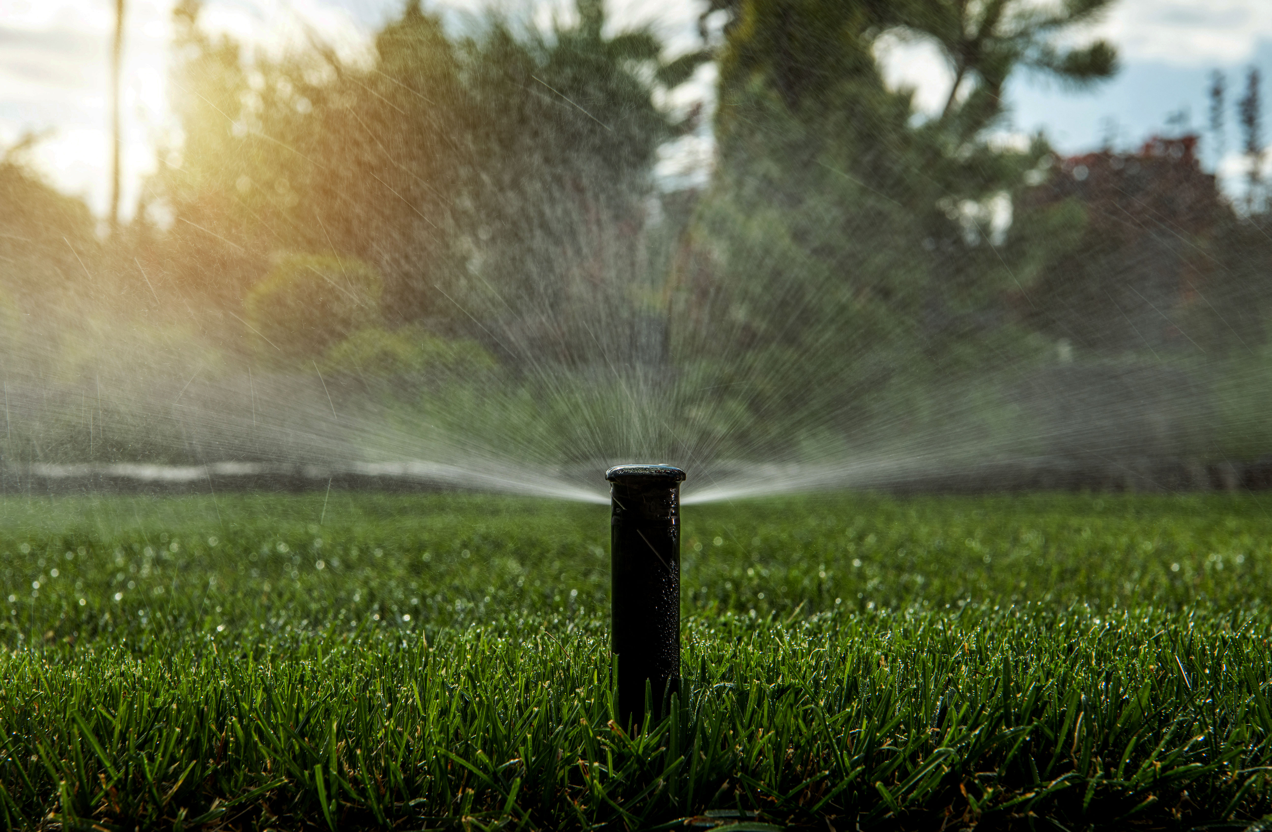 Photo of a sprinkler head spraying water
